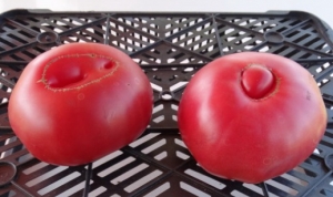 Башкирский красавец, Гиганты классические розовые