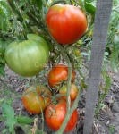 . Белоруское сердце