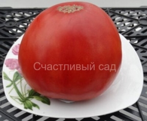 Белоруское сердце, сердцевидные томаты,