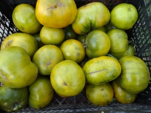 Большой Зелёный Макс (Max's Large Green), Зеленоплодные (изумрудные) сорта,