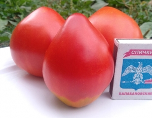 Борода принца, сердцевидные томаты,