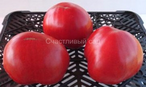 Бычье сердце Минусинское гигант (от Н. Щербининой), сердцевидные томаты,