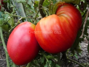 Бычье сердце минусинское розовое, сердцевидные томаты,