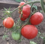 . Воловье Сердце Минусинское крупное