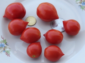 Поцелуй герани (Geranium Kiss), Комнатно-горшечные, мини-томаты, низкорослые "черри"