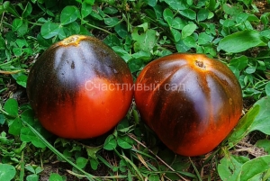 Голубой трюфель (Trufa Azul), Синие томаты,