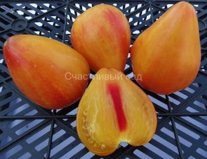 Двухцветное бычье сердце (Coeur de Boeuf Bicolor), двухцветные томаты,