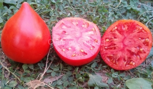 Девичьи слезы, сердцевидные томаты,