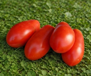 Десять пальцев Неаполя (Dix Doigts de Naples), Длинноплодные томаты,