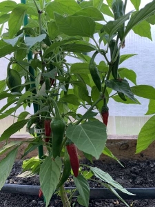 Перец острый "Джунлюйская Шипка"