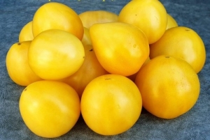 Карликовый зверь - жёлтое сердце  (Dwarf Beastly Yellow Heart)