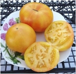 . Золотая королева Ливингстона (Livingston's Golden Queen)