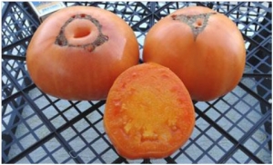 Золотой гигант Нельсона (Nelson’s Golden Giant), Гиганты желтые и оранжевые,