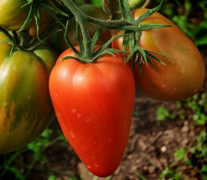Итальянский жеребец (Itallian Stallion), Длинноплодные томаты,