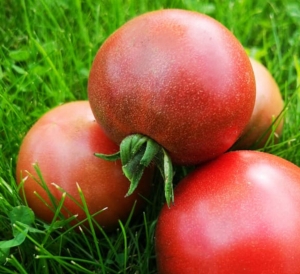 Карлик Мечта Хейзи (Dwarf Hazy’s Dream)