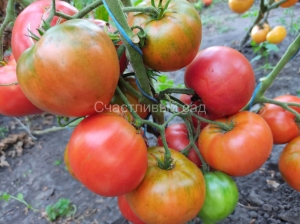 Карлик Сердце Бадди (Dwarf Buddy's Heart)