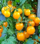 . Карлик Улыбающийся Орёл (Eagle Smiley Dwarf)