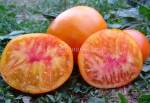 Коршун огромный жёлтый, желтые и оранжевые томаты,