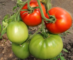 Краснодарский гигант, Высокорослые округлые и плоско-округлые