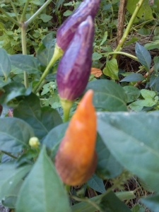 Перец полуострый Крокодил