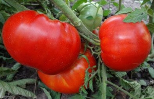 Липецкий красный крупный, Гиганты красные