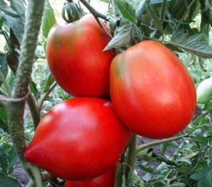 Минусинские стаканы красные, Сливовидно-овальные томаты,