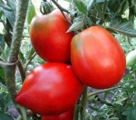 . Минусинские стаканы красные