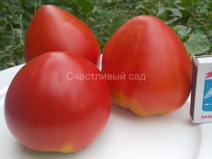 Минусинский домашний сахарный, сердцевидные томаты,
