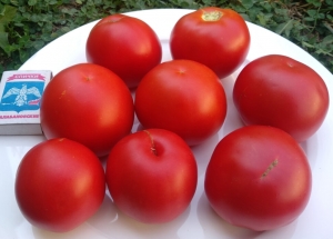 Минусинский урожайный, Высокорослые округлые и плоско-округлые,