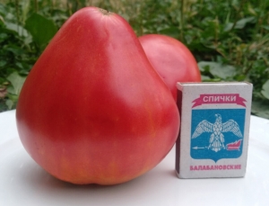 Минусинское бычье сердце Зыряновой В.П., сердцевидные томаты,