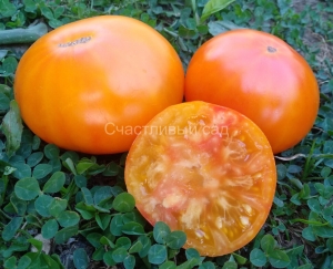 Молдавский великан, желтые и оранжевые томаты,