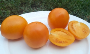 Новолуние (New Moon), желтые и оранжевые томаты,