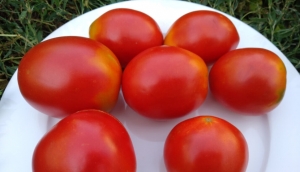 Подсинская лиана, Сливовидно-овальные томаты,