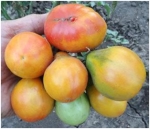 . Пьемонтская Груша (Piedmont Pear)