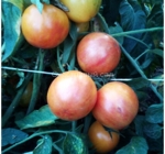 . Принцесса красоты (Beauty Princess)