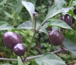 . Перец острый Пурпурная жемчужина