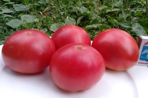 Робинзон, среднерослые томаты,