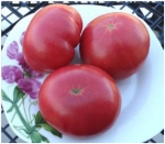 . Willa’s Cariboo Rose