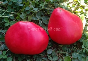 Розовый подарок, сердцевидные томаты,