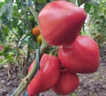 . Розовый подарок