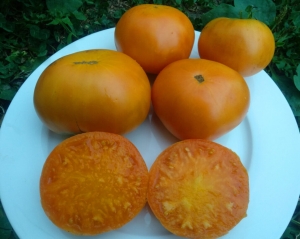 Саяногорский великан оранжевый, желтые и оранжевые томаты,