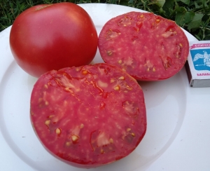 Саяногорский великан розовый, Гиганты классические розовые,