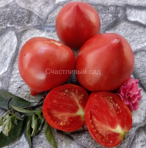 Сержант Пеппер розовая версия (Sgt. Peppers Pink Version), сердцевидные томаты,