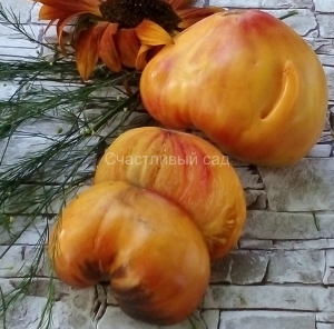 Сержант Пеппер оранжевый (Sgt. Peppers Orange), двухцветные томаты,