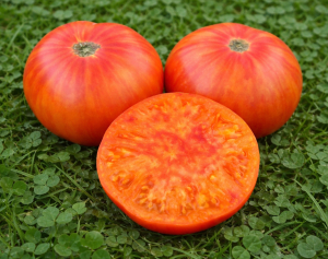 Старые добрые времена Дикого Билла  (Wild Bill's Old Timey), двухцветные томаты,