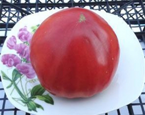 Старонемецкий Элмера (Elmer’s Old German), сердцевидные томаты,