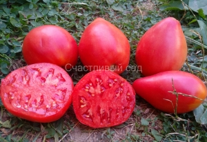 Сызранское бычье сердце, сердцевидные томаты,