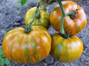 Улыбка Сандры, полосатые томаты,