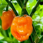 . Перец острый Habanero Orange
