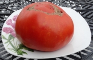 яблочный липецкий, среднерослые томаты,